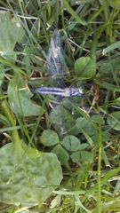 Pachydiplax longipennis