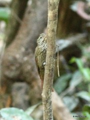 Xiphorhynchus obsoletus