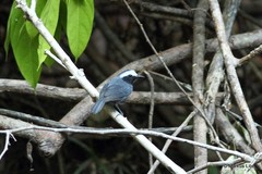 Myrmoborus leucophrys