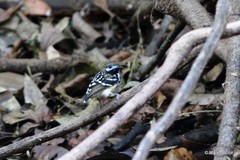 Hylophylax punctulatus