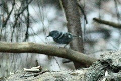 Willisornis poecilinotus