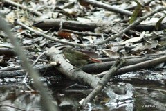 Automolus ochrolaemus