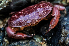 Atergatis integerrimus