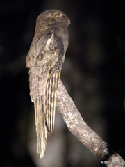 Nyctibius aethereus