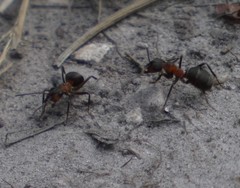 Formica polyctena × rufa