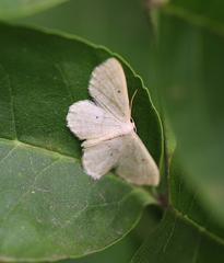 Idaea biselata