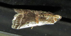 Acrobasis tumidulella