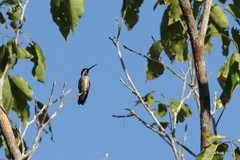 Heliomaster longirostris