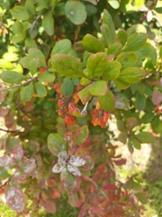 Berberis