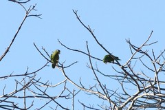 Brotogeris chrysoptera