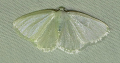 Lomographa vestaliata