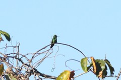 Avocettula recurvirostris