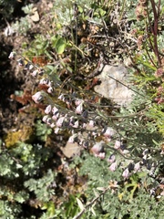 Artemisia kawakamii