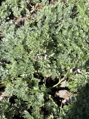 Artemisia kawakamii
