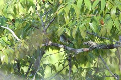 Myiopagis cinerea