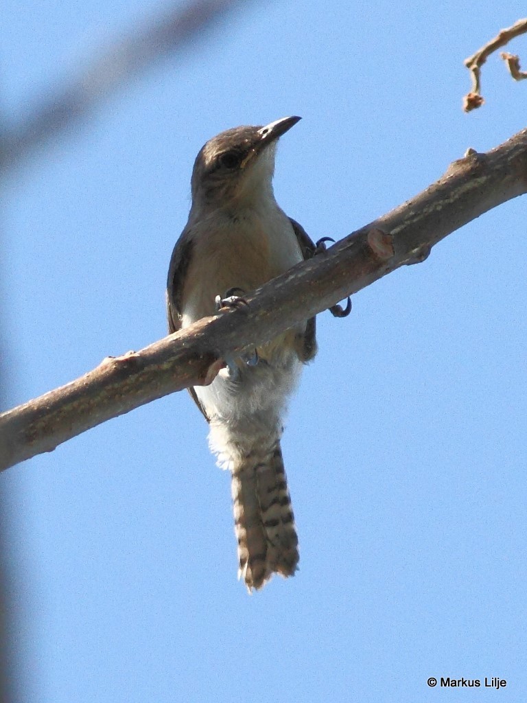 Tooth-billed and Gray-mantled Wrens