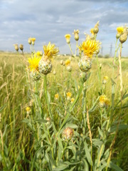Centaurea chartolepis