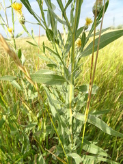 Centaurea chartolepis
