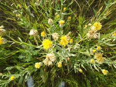 Centaurea chartolepis