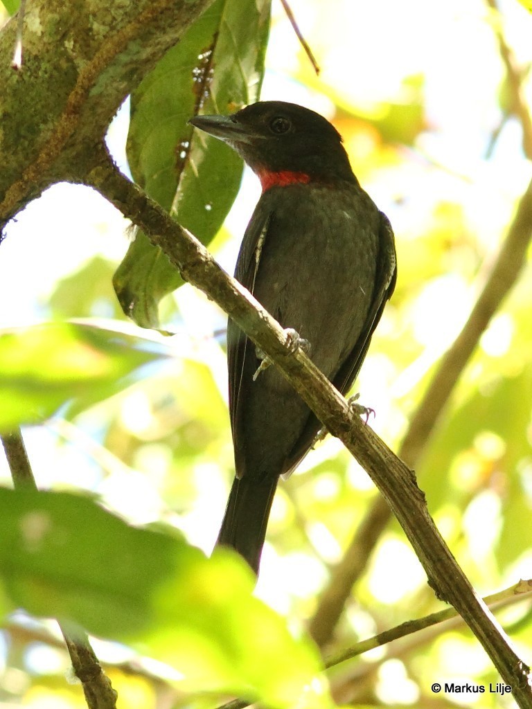 Pink-throated Becard photo