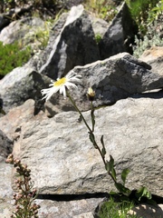 Aster takasagomontanus