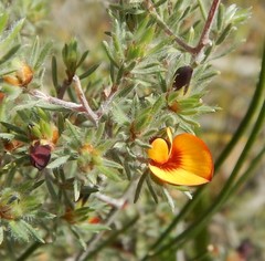 Pultenaea tenuifolia