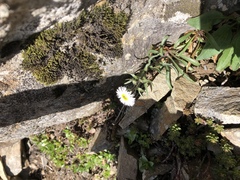 Erigeron morrisonensis morrisonensis