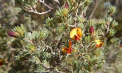 Pultenaea tenuifolia