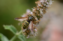 Spilomyia diophthalma