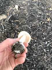 Amanita russuloides
