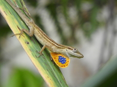 Anolis sericeus
