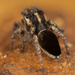 Velvety Peacock Spider - Photo (c) izakschoon, some rights reserved (CC BY-NC), uploaded by izakschoon
