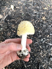 Amanita russuloides