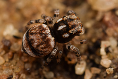 Maratus velutinus