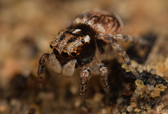 Maratus velutinus