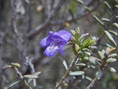Eremophila weldii