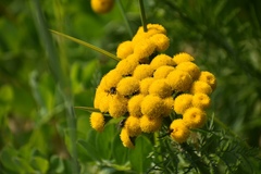 Tanacetum vulgare boreale