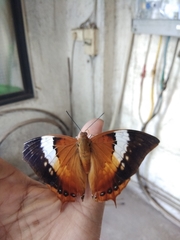 Charaxes psaphon imna