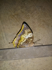Charaxes psaphon imna