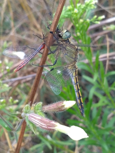 Black-tailed Skimmer photo 4