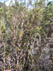 Cliffortia ericifolia