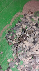 Enaphalodes taeniatus