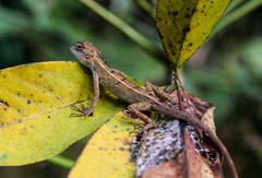 Calotes versicolor