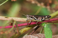 Acrididae