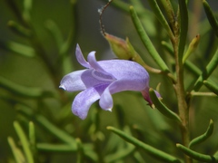 Eremophila ionantha