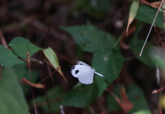 Leptosia nina