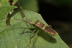 Prismatocerus signatus