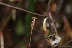 Lestes concinnus