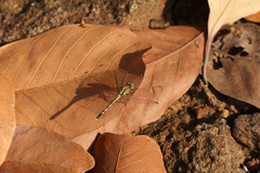 Diplacodes trivialis