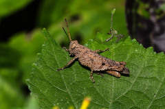 Acrididae